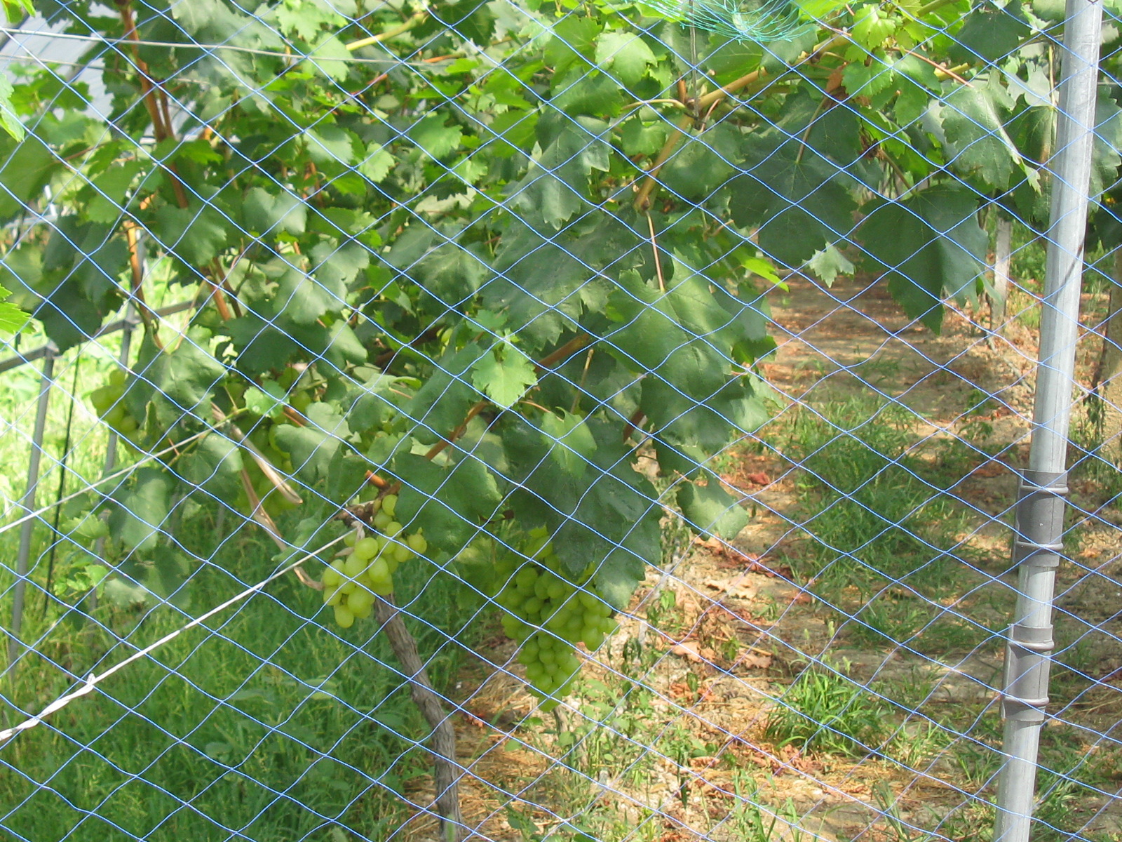 供应葡萄防鸟网