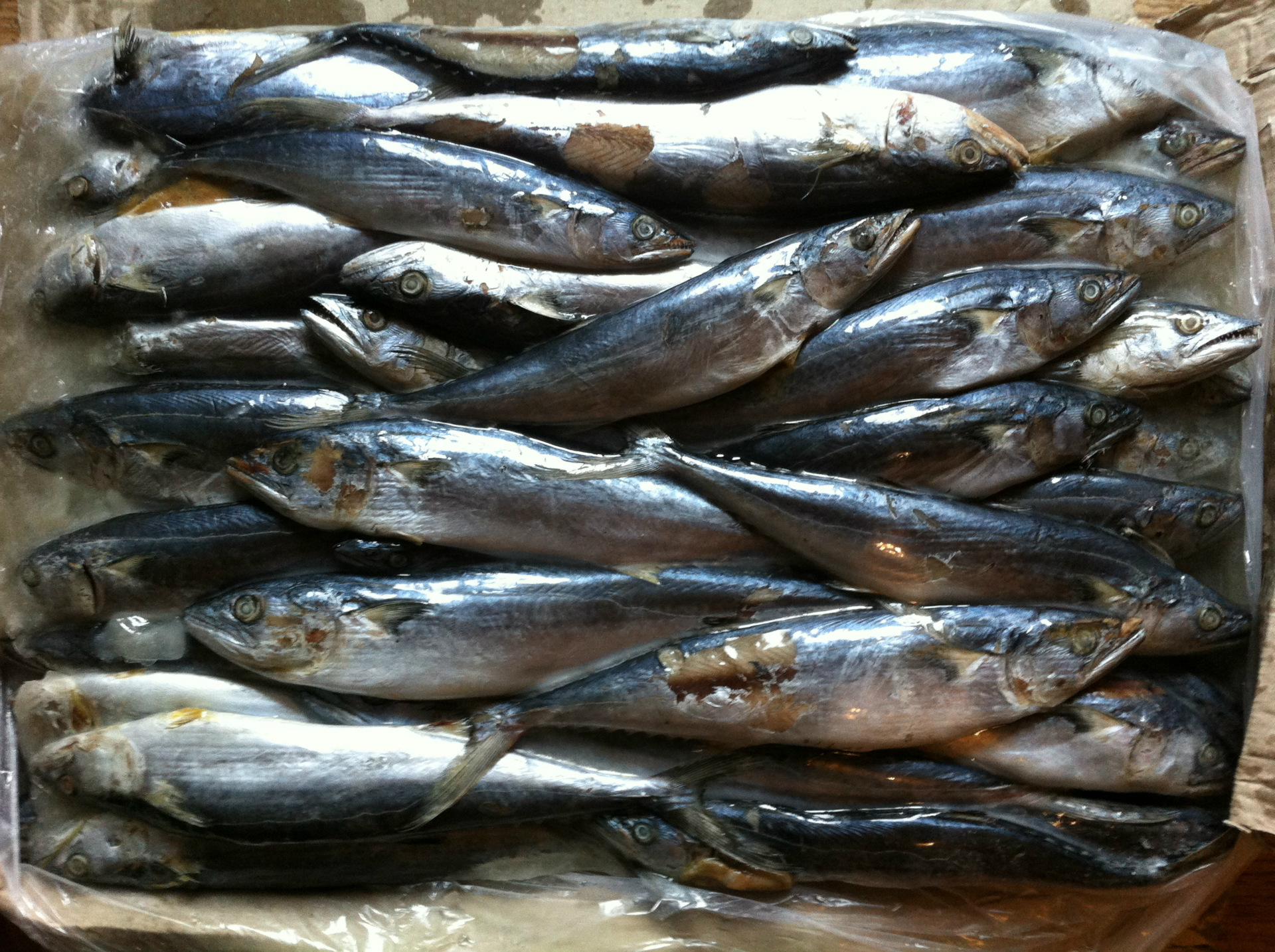 职工餐专供/船冻鲅鱼/鲜度极佳/冷冻鱼/不含运费不含税