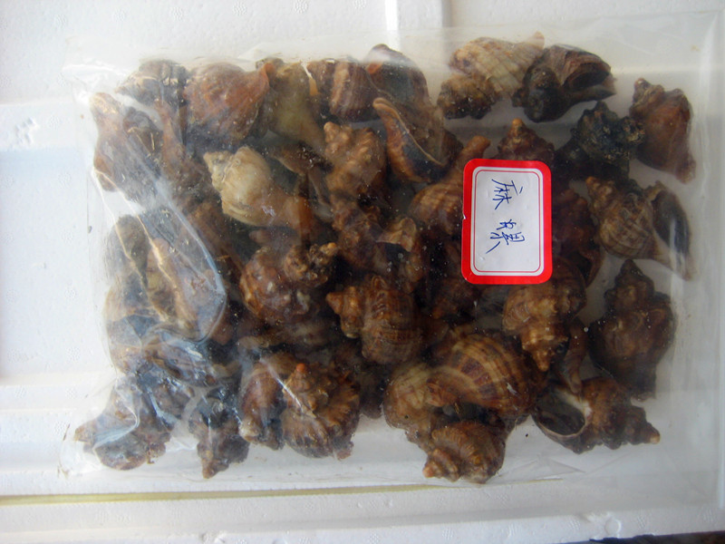批发供应海螺 麻螺 深水海螺 货好价优