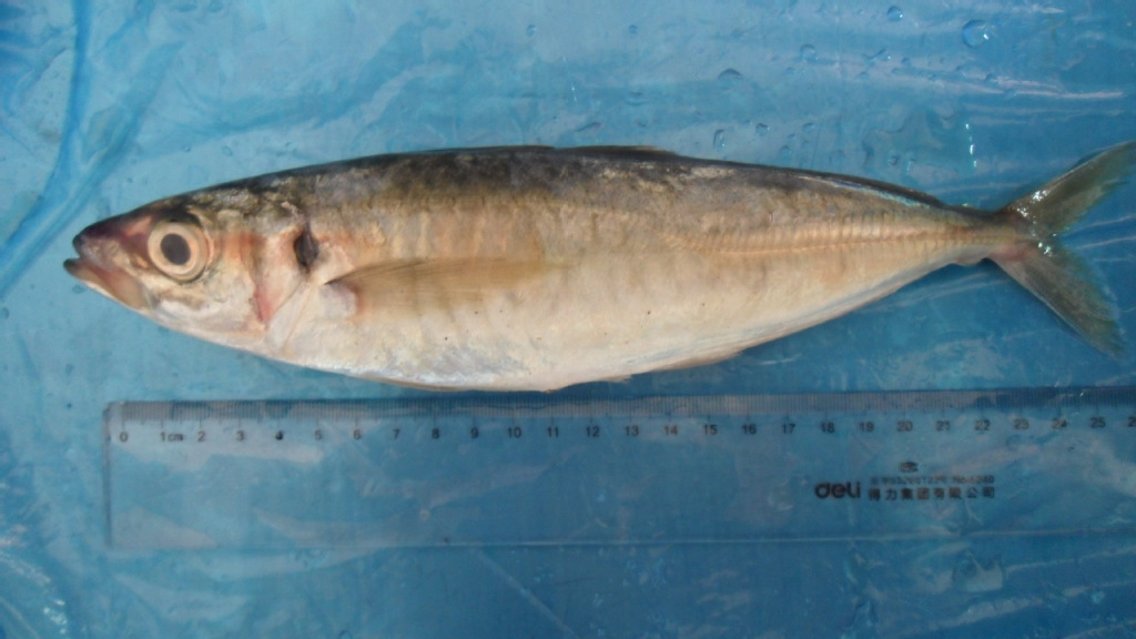 巴浪鱼 蓝圆鲹 hores mackerel图片_4