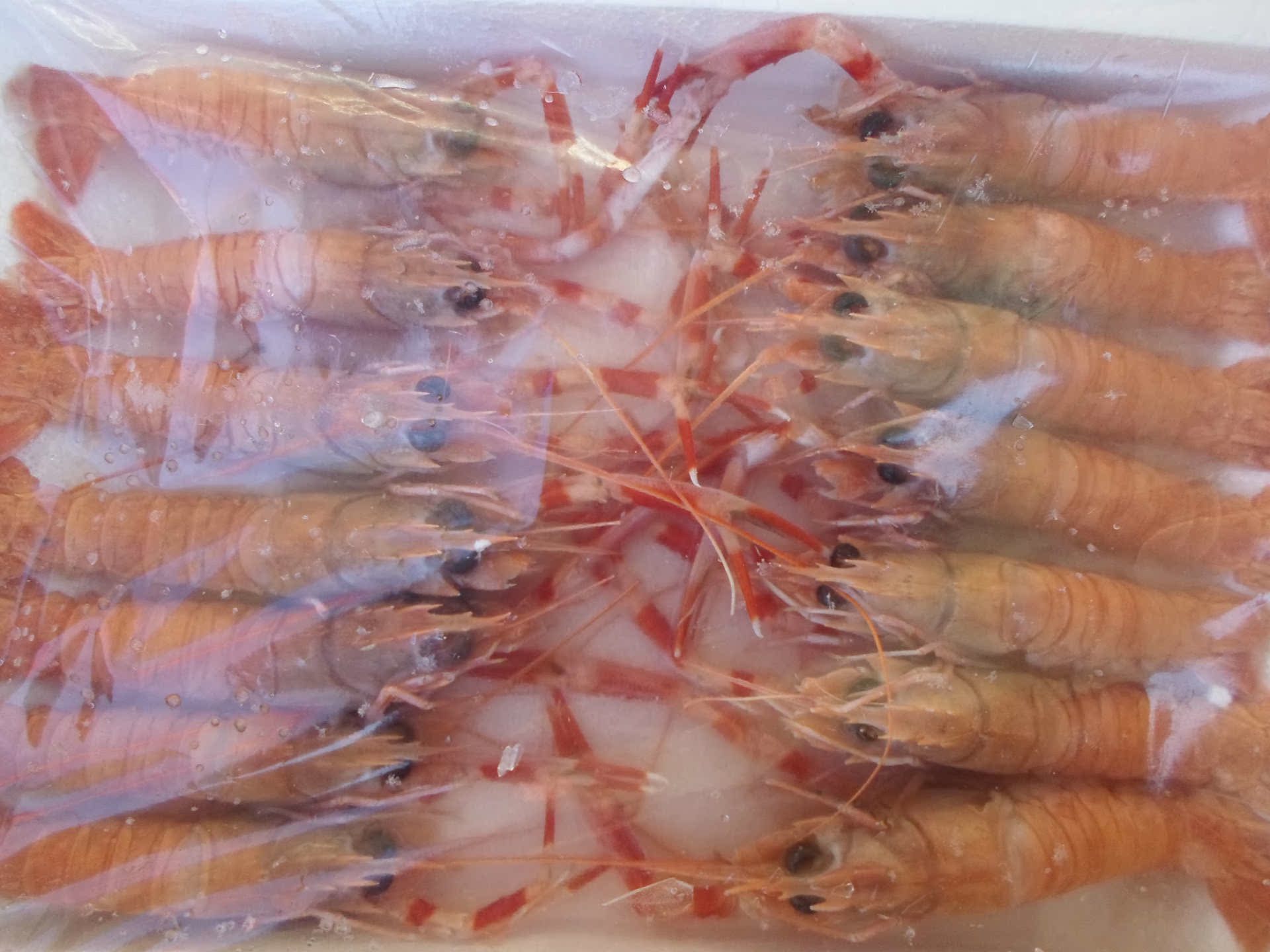 鲜活冷冻水产品 活水产品 海鳌虾 鲜活虾 活水产品