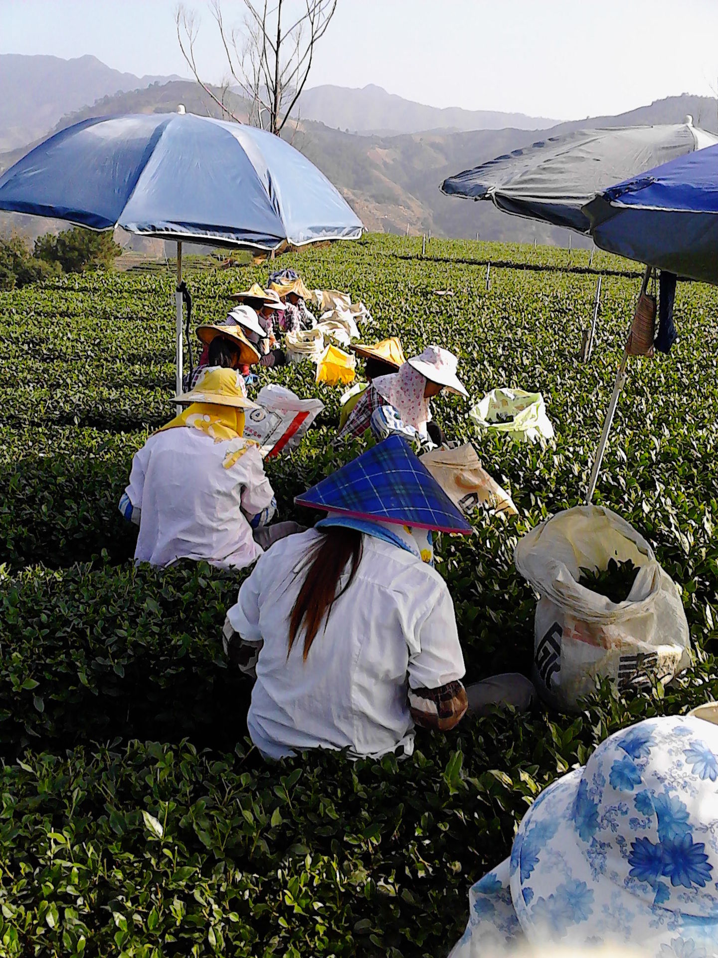 2014茶农自产自销清香型安溪铁观音茶叶