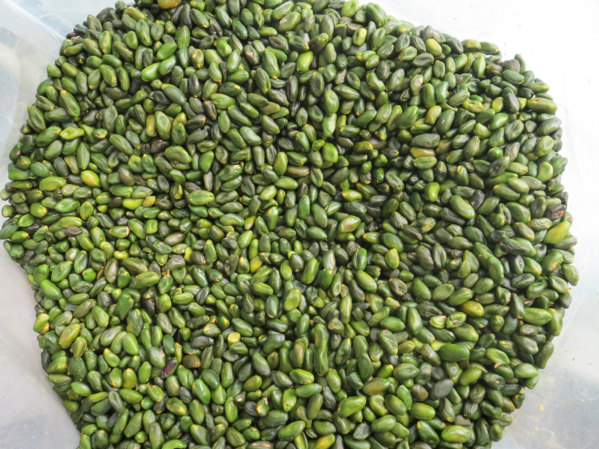 墨绿色开心果仁