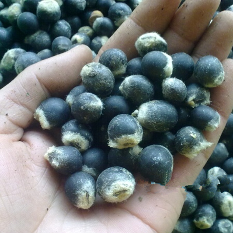 新品种大花紫藤种子 颜色超彩的紫藤种子 新的紫藤种子图片,新品种大