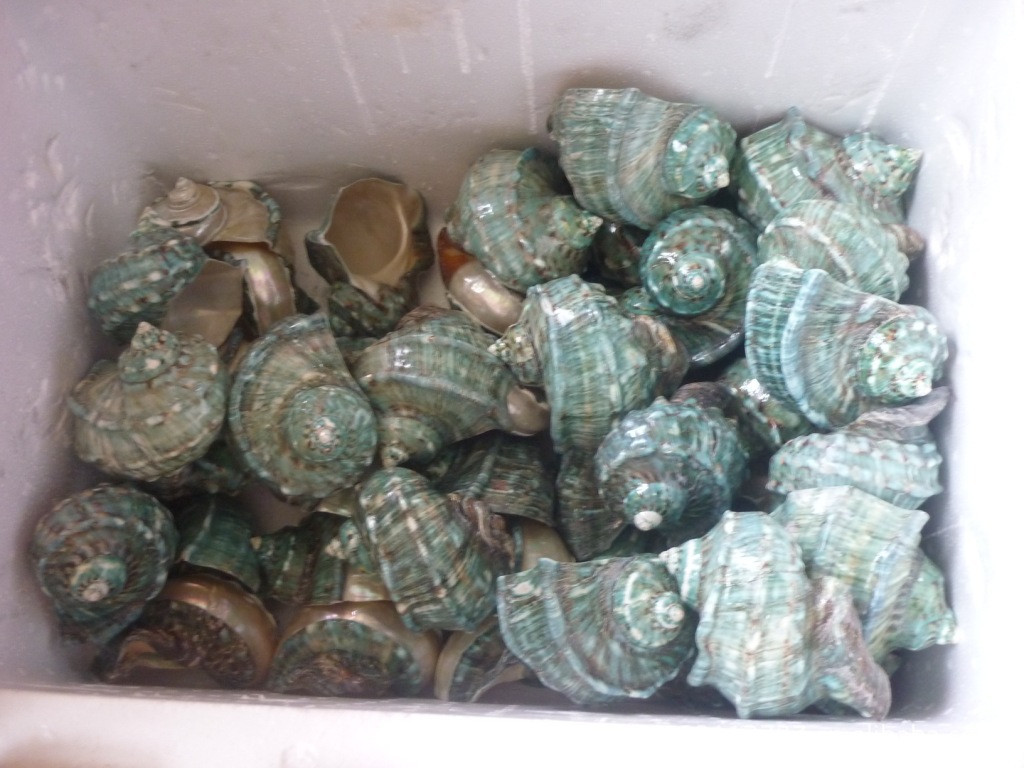 深海贝壳 天然夜光贝荣螺图片,深海贝壳 天然夜光贝荣螺图片大全,海南