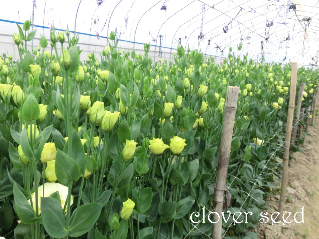 原装进口洋桔梗鲜切花花卉种子批发