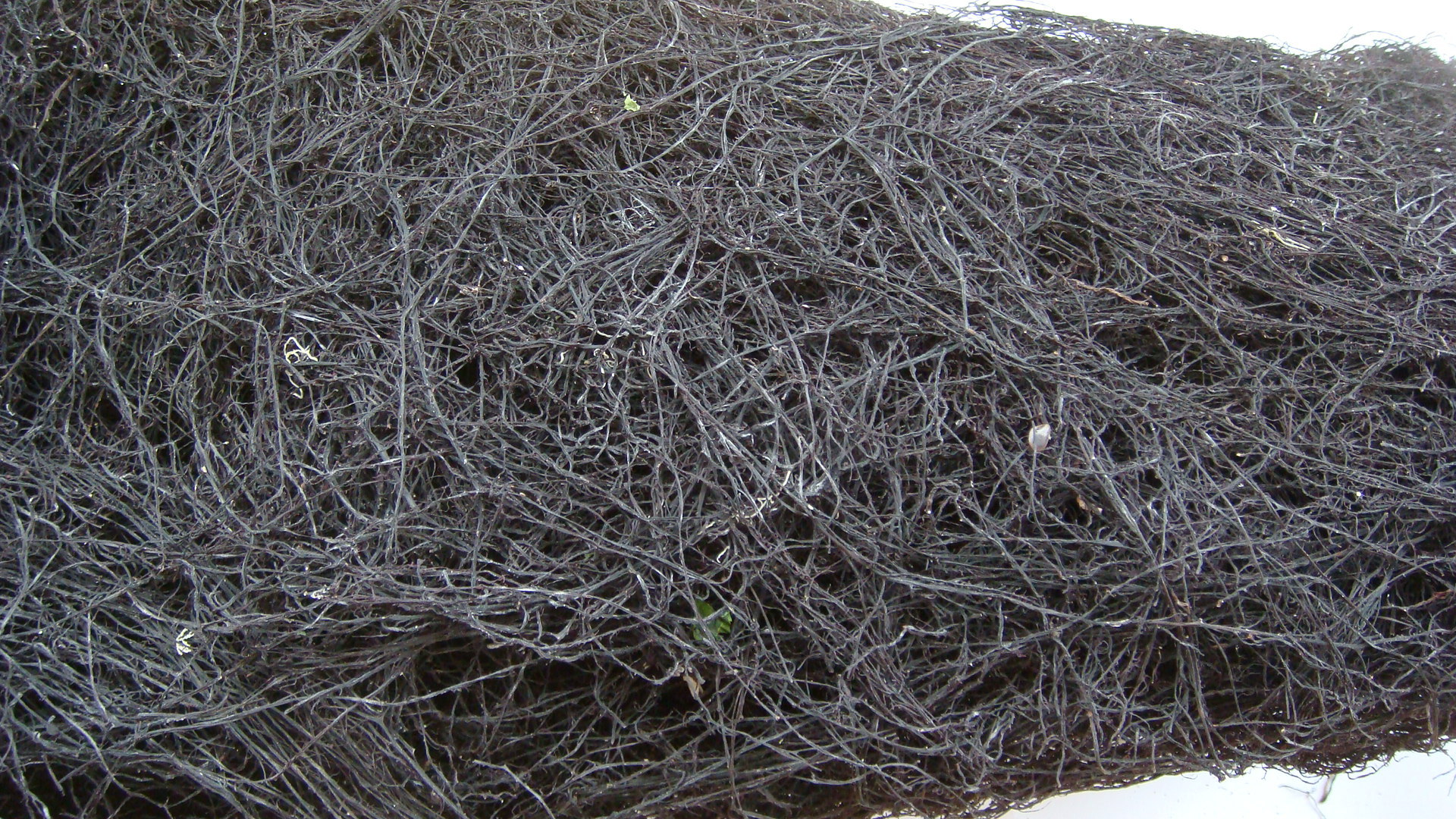 ( rhodophyta)杉藻目( gigartinales)江蓠科(gracilariaceae)江蓠属