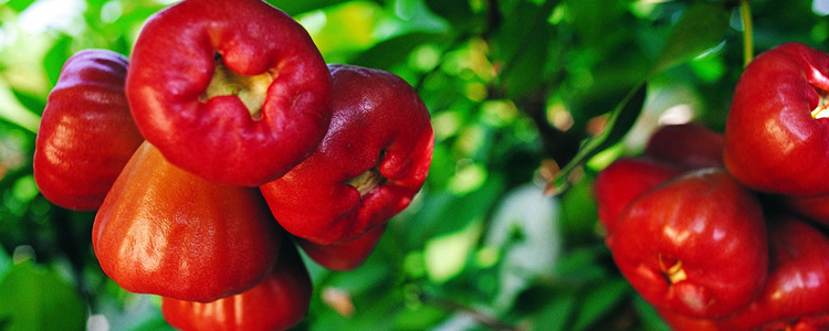 正宗泰国莲雾 新鲜进口水果 合肥进口莲雾批发零售 16斤/.