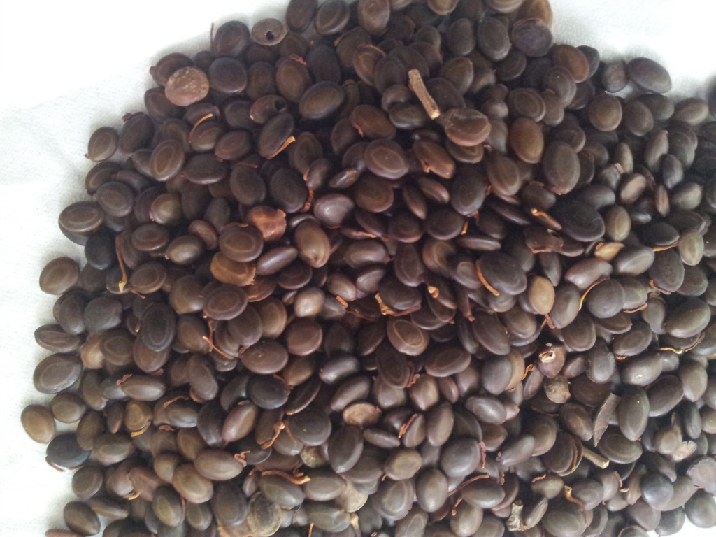 台湾相思种子 相思树种子 台湾相思图片_4