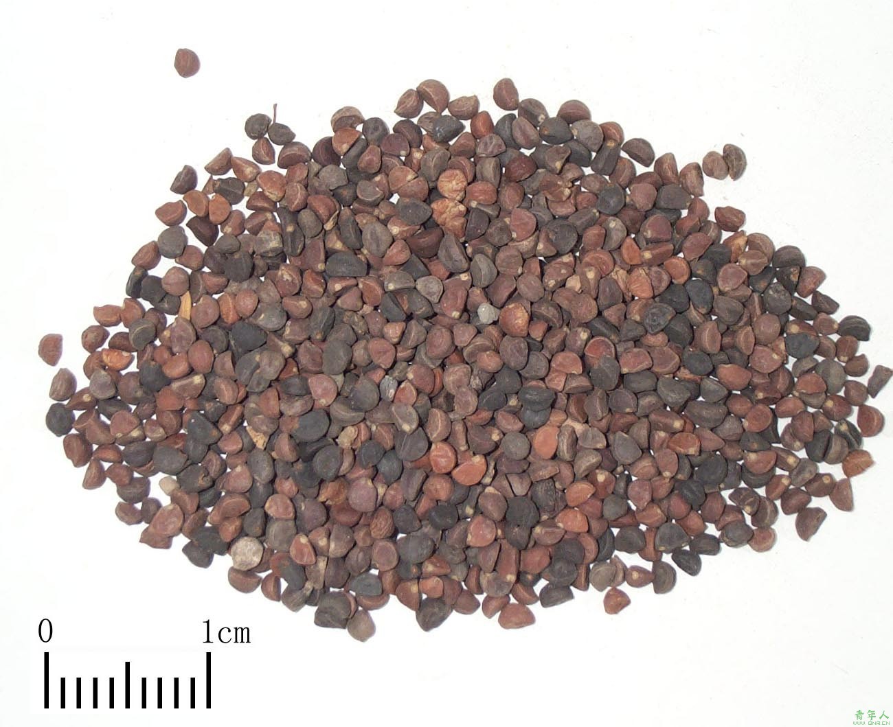 黑丑提取物 【药物名称】:牵牛子 【类别】:种子