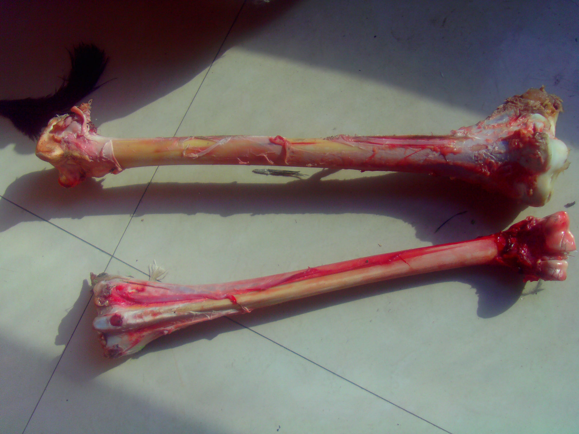 鸵鸟骨头,鸵鸟骨工艺品,鸵鸟骨雕, ,,鸵鸟蛋工艺品