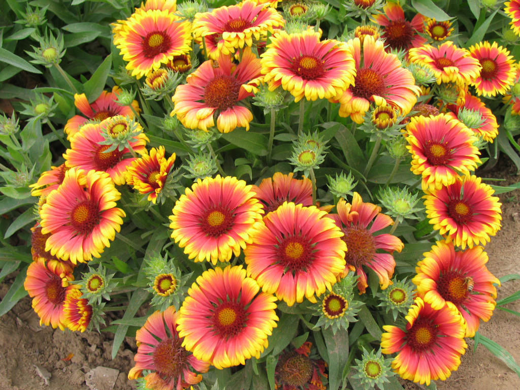 批发供应 北京绿普特供 天人菊 量大从优 天人菊