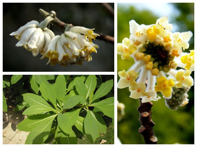 綠化苗木結香花價格結香花銷售綠化苗木銷售