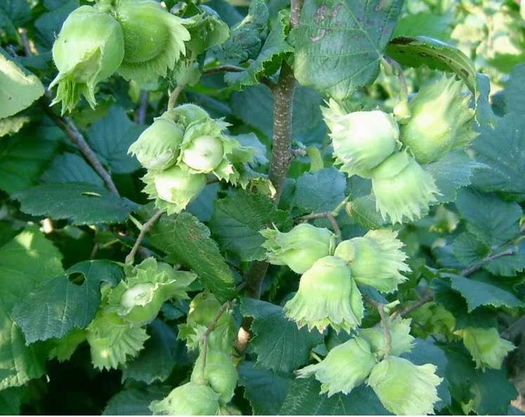 坚果 榛子仁 休闲食品原料 烘焙原料 土耳其 坚果