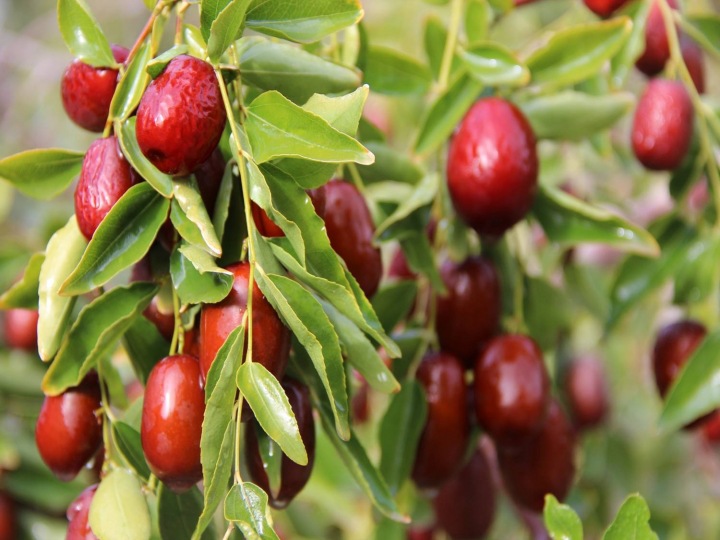 子母河原枣 新疆超级若羌红枣 树上吊死干