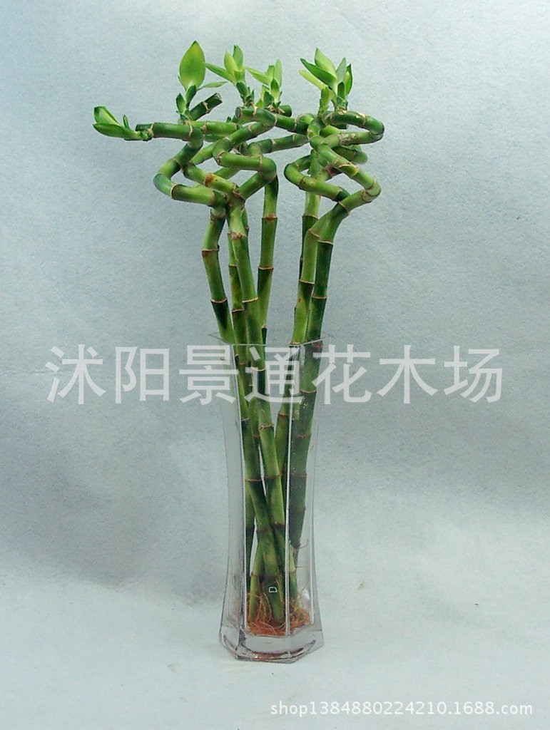 富贵竹螺旋图解,富贵竹图片大全大图片,富贵竹图片(第10页)_大山谷图库