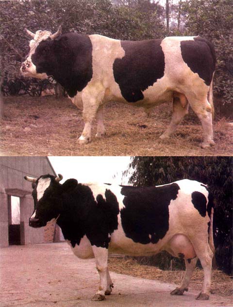 顶级黑白花法牛种公图片