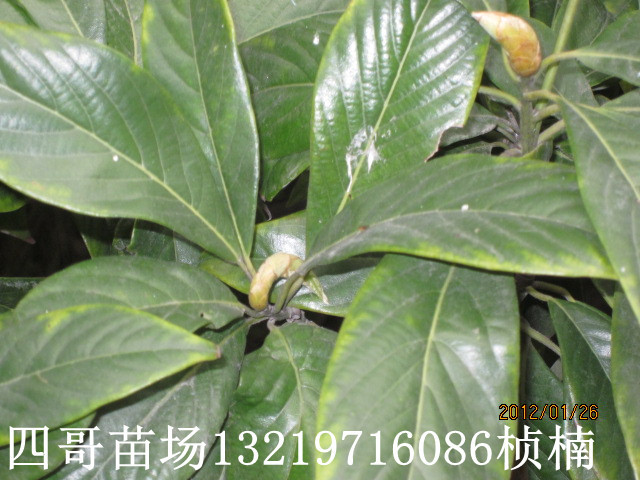 金丝楠种子和桢楠树种子的区别