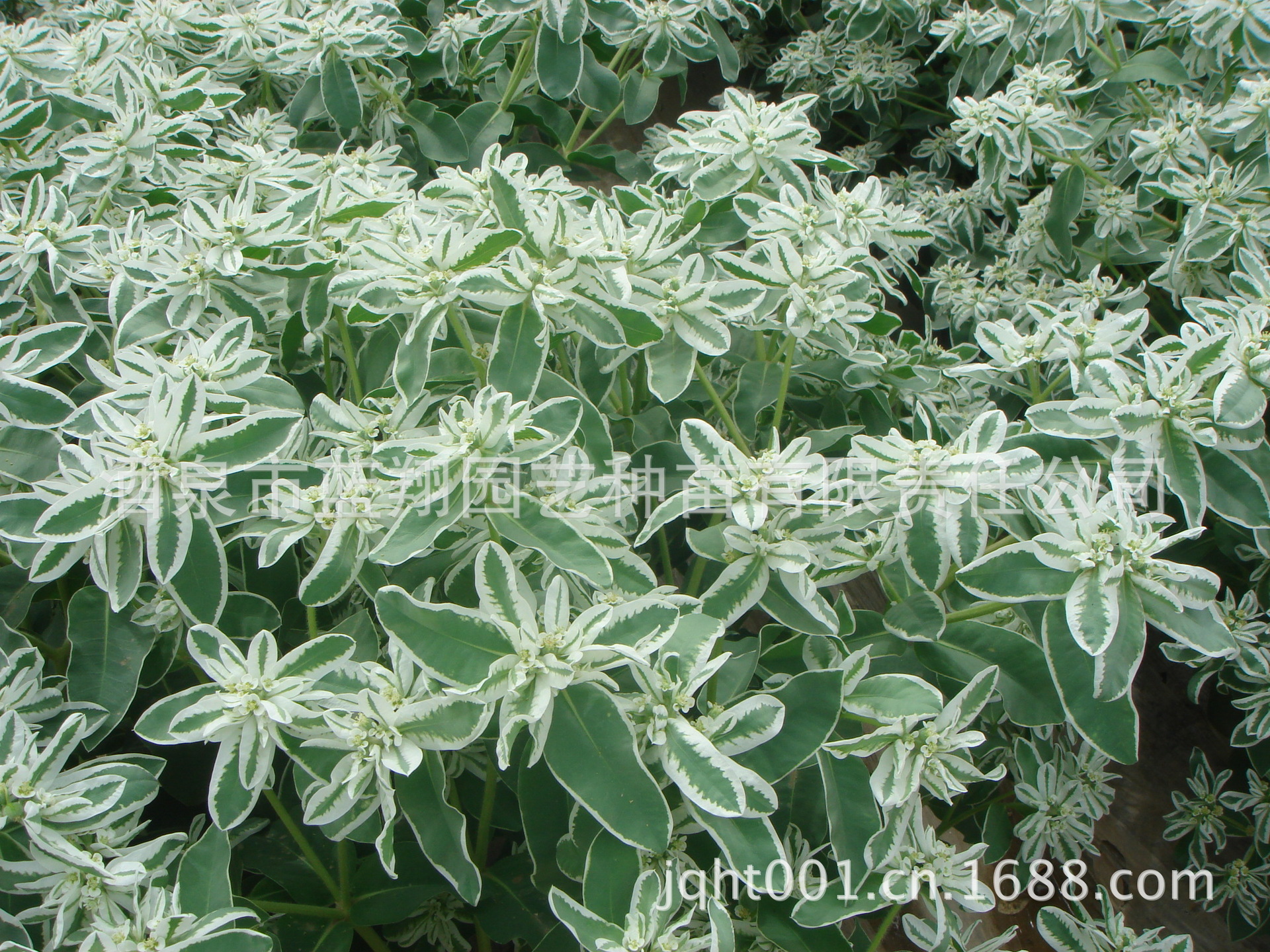 花卉种子供应银边翠高山积雪种子银边翠一年生草本批发图片_3