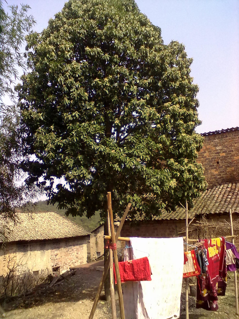 野生楠树,树形好,别墅绿化树 - 野生楠树,树形好