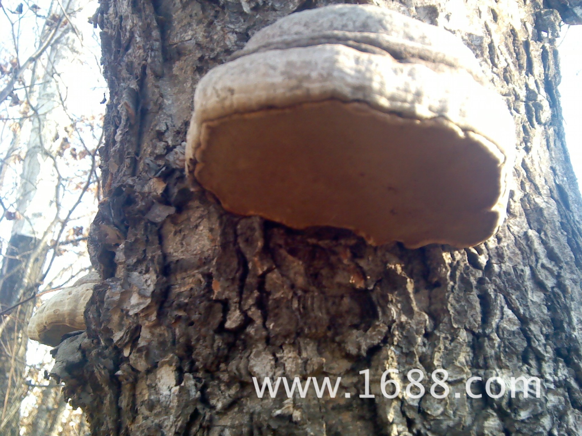 木蹄层孔菌,顺路捎带着