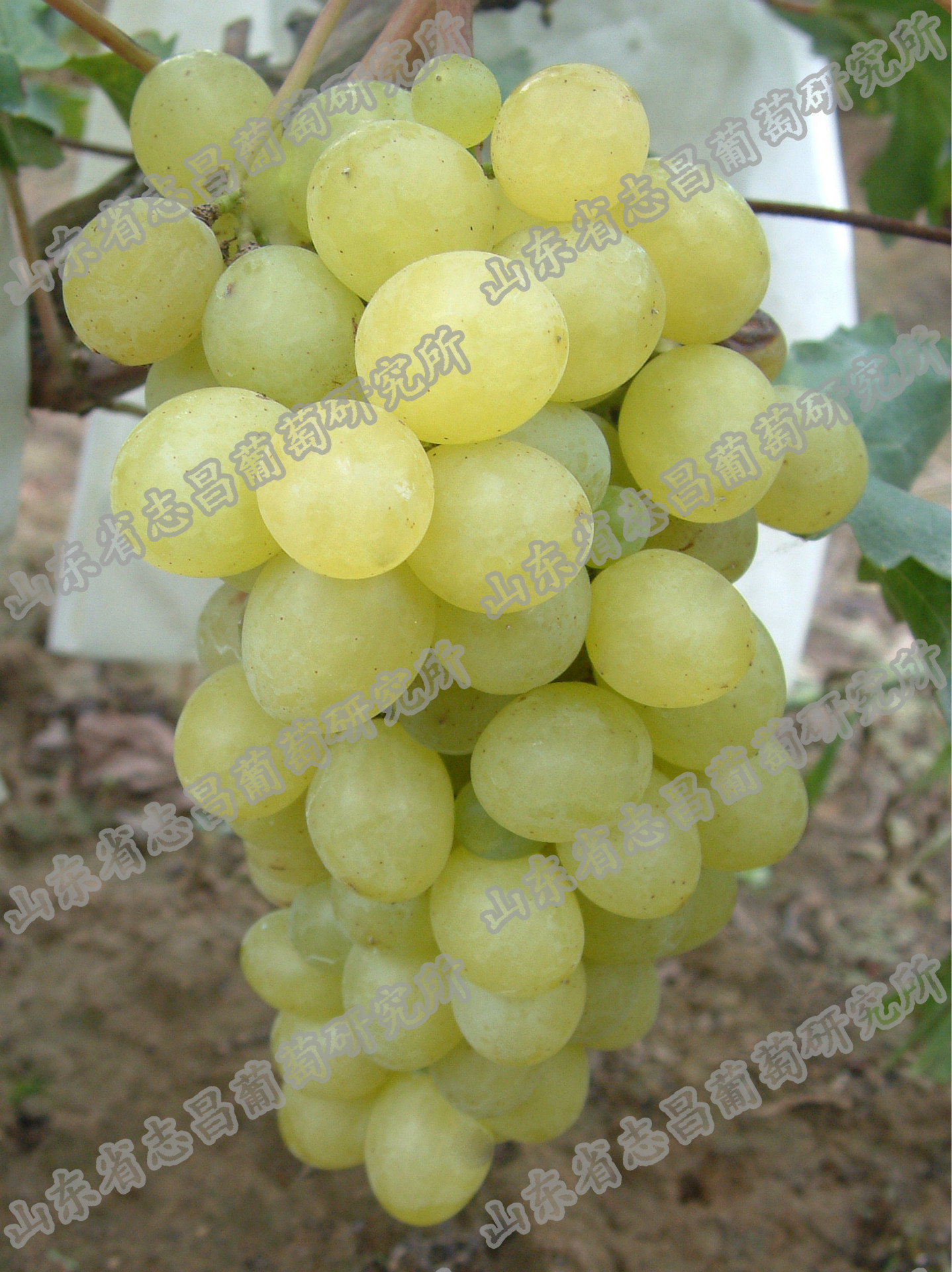 供应批发优无核国外抗性砧木5bbso4砧木嫁接苗自根苗葡萄苗