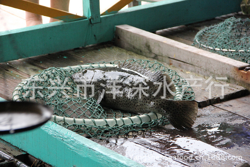 石斑魚青斑龍膽石斑黑斑芝麻斑老虎斑黃肚斑金錢斑魚