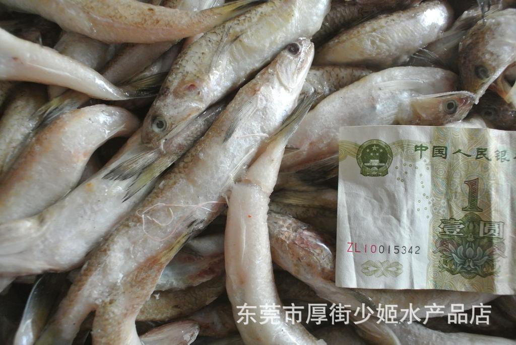 丁鱼 九棍饲料鱼批发 鲜度好货源充足