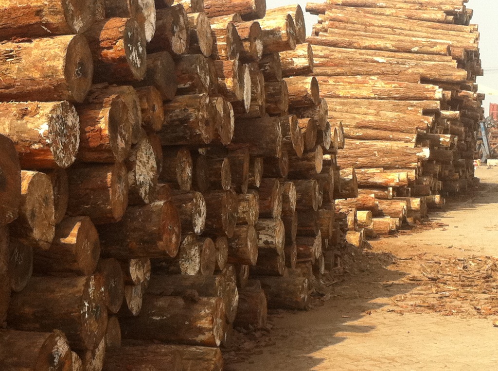 巴西松 南方松 湿地松 原木