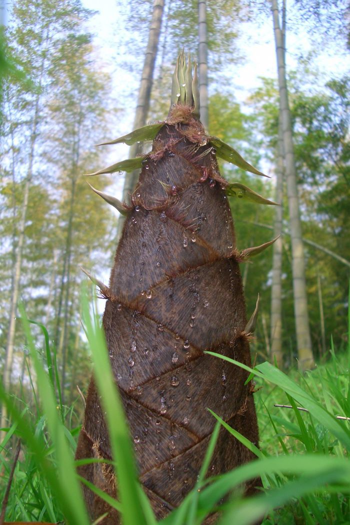 楠竹笋 肉厚 无添加剂 手工 绿色 无污染