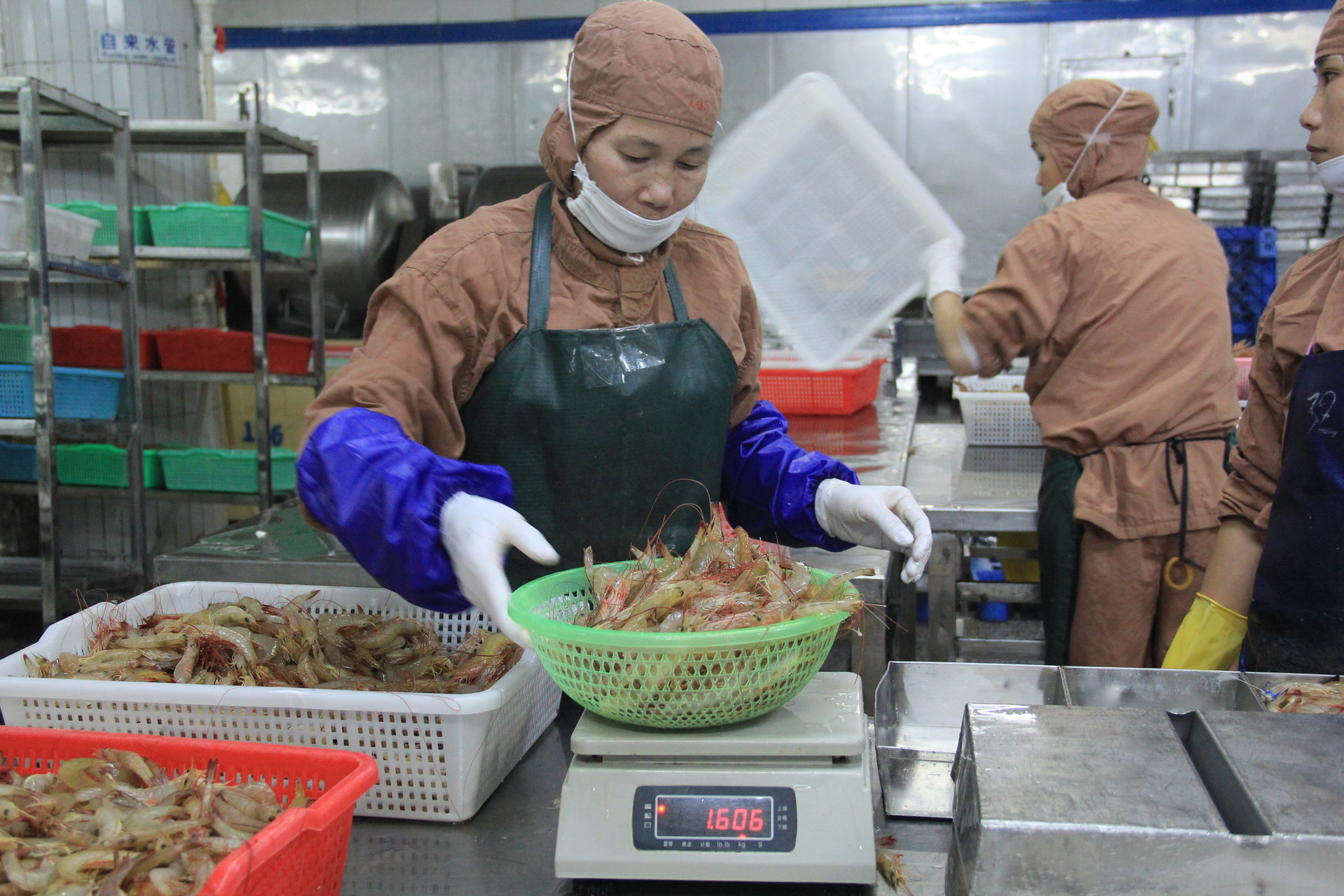 【图】北部湾 鲜活 海捕虾 连头虾 速冻_其他鲜活水产加工制品_列表网