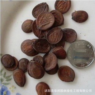售新采树种子 花卉苗木树种子 羊蹄甲种子 红花洋蹄甲