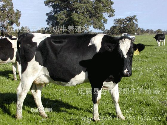 美国黑星奶牛特征图片