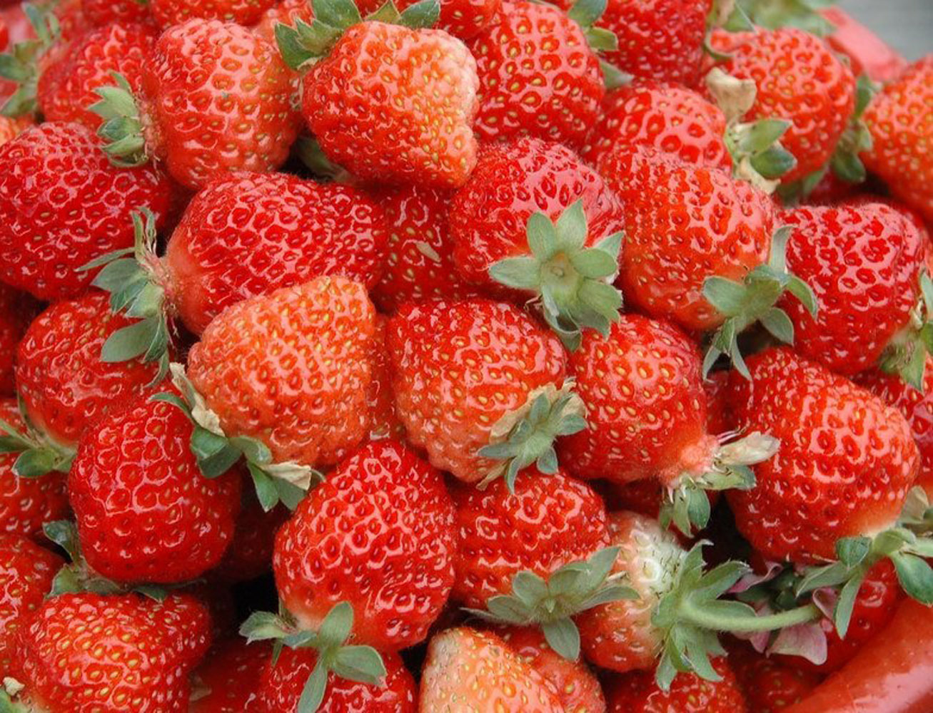 【汤山百年绿源】水果批发 新鲜奶油草莓 昌平草莓 1盒 400g