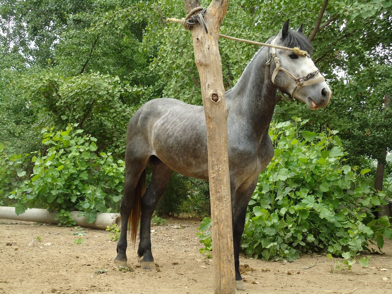 2014-新出栏批蒙古马 旅游马 赛马 矮,跑马 影视马 三河,汗血马