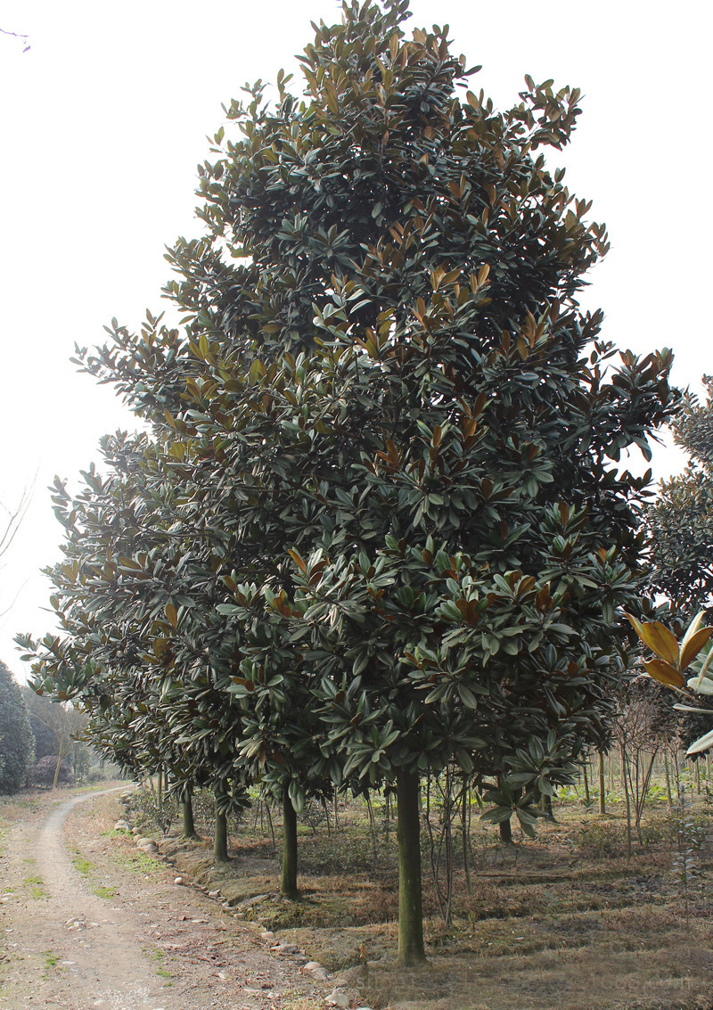 广州绿化树木品种图片图片