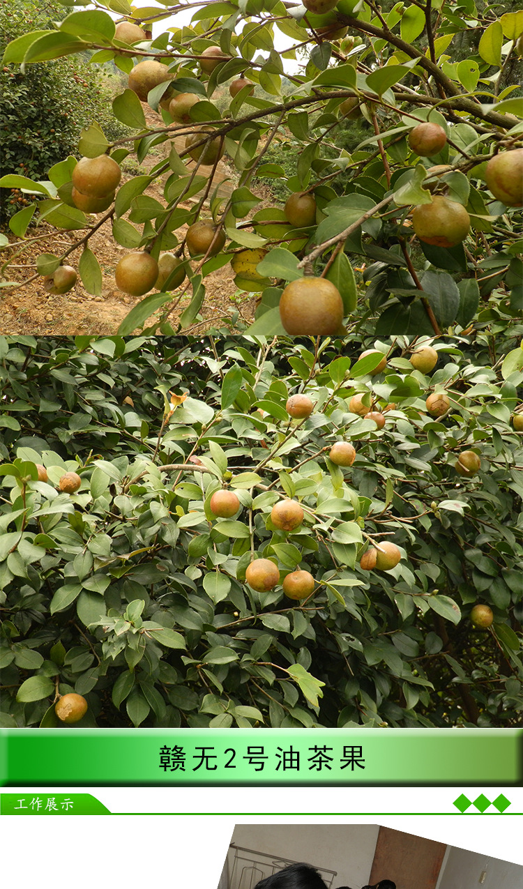 04厂家大量批发赣无2号两年生油茶苗 油茶树苗 茶籽苗 高产油茶苗