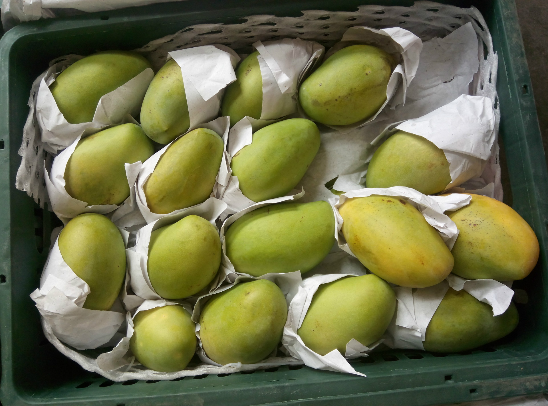 新鲜水果 越南进口玉芒 青皮芒果 一件起批 一件30kg左右