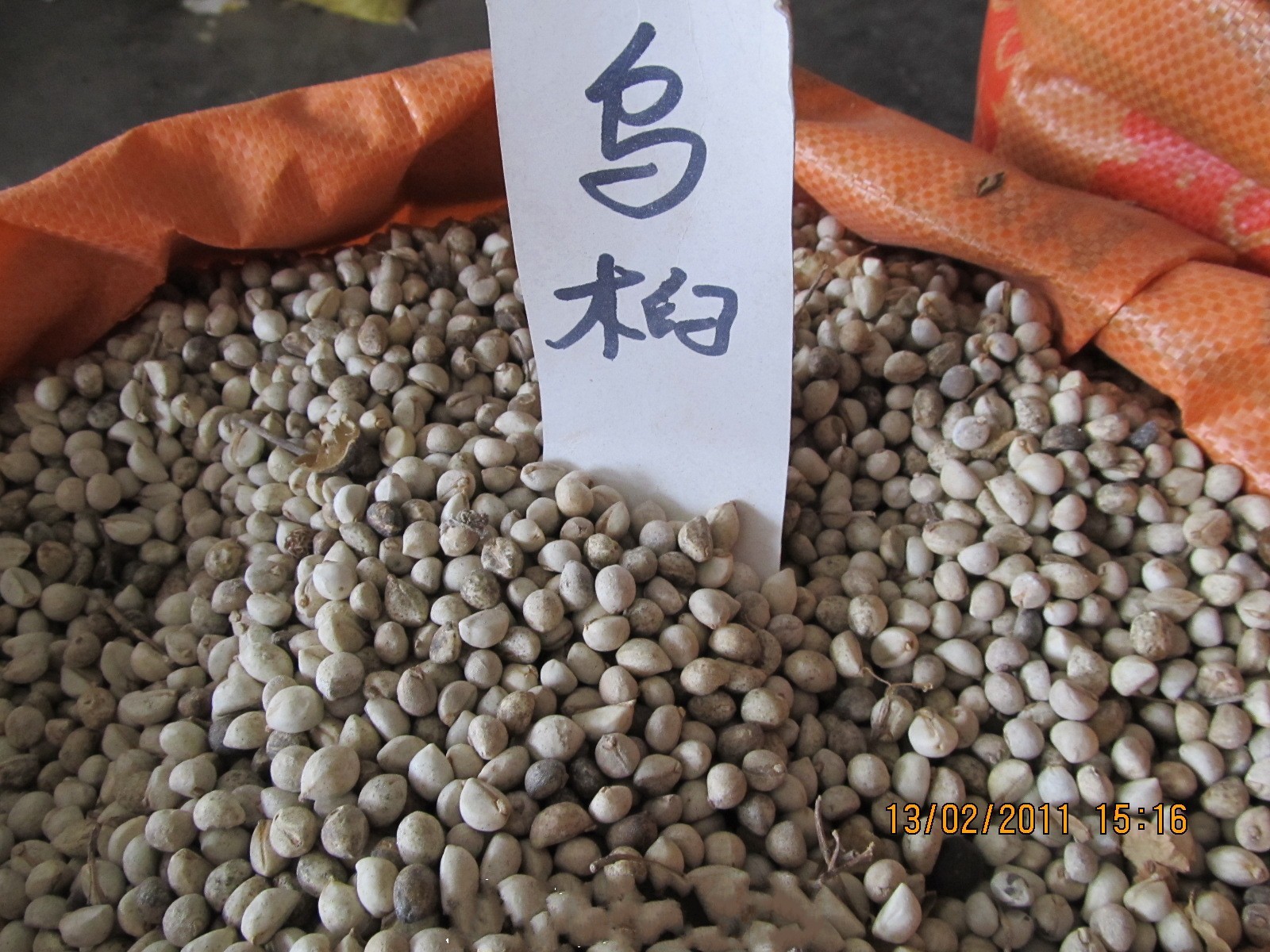 供应优质量乌桕种子,种子批发,零售