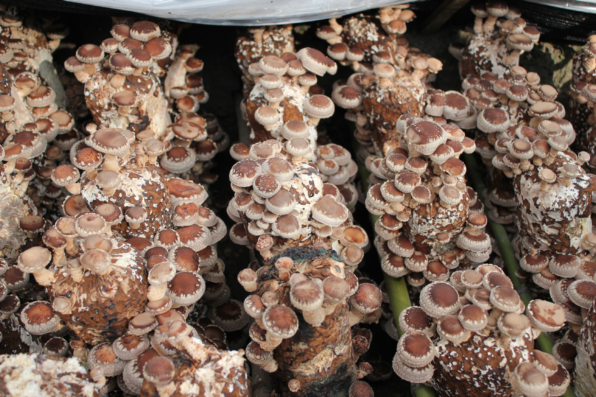 香菇菌棒瘤状物图片图片
