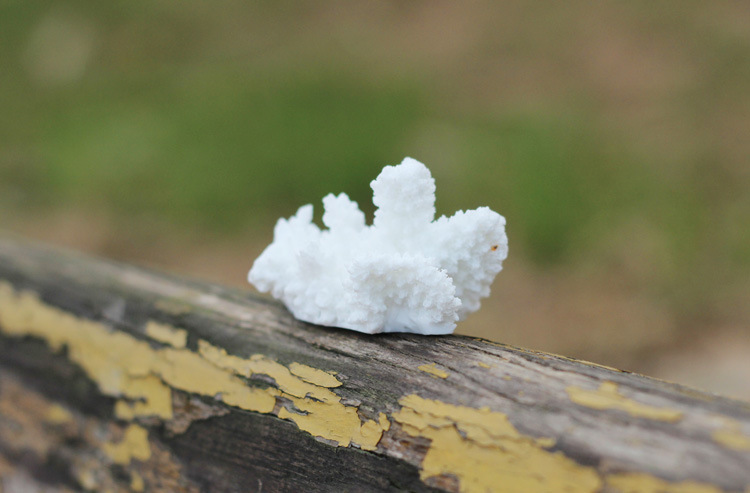 浙江金华微世纪 海景珊瑚摆件批发 微景观苔藓生态瓶多肉植物树脂造景