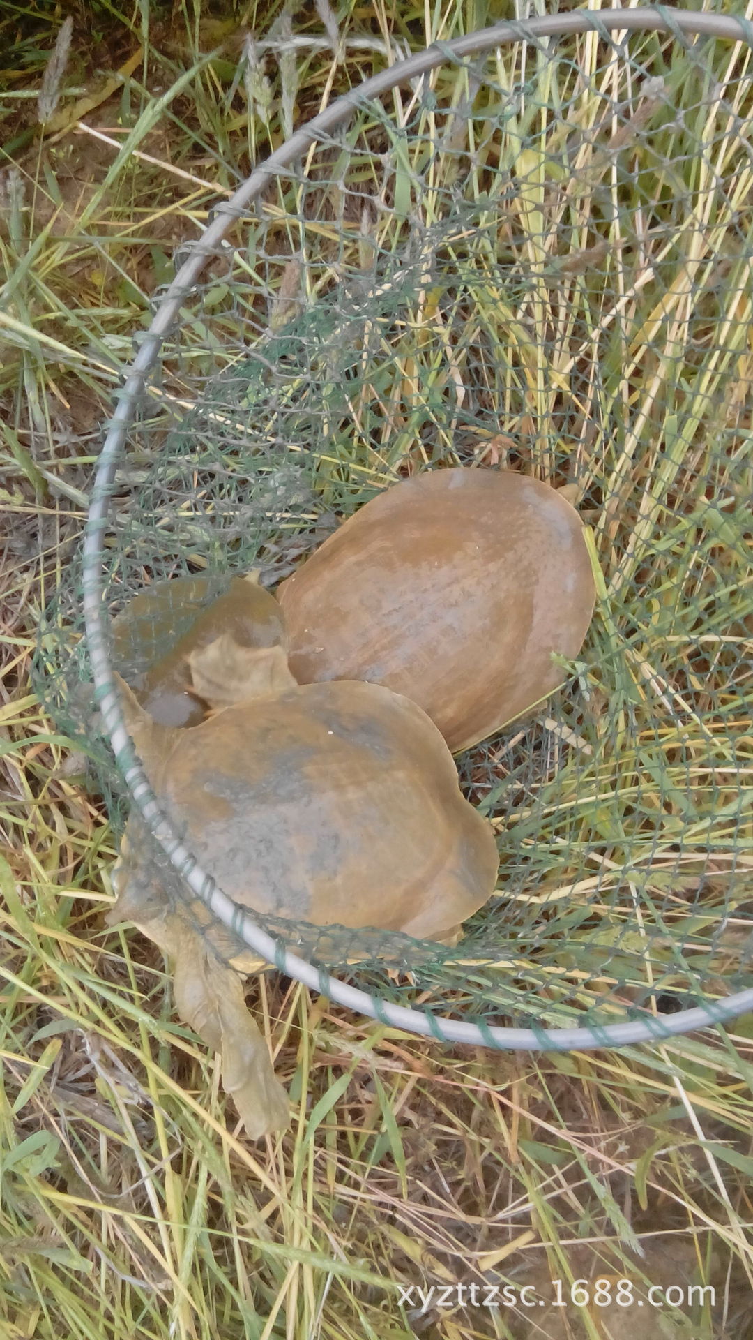 大量供应优质无公害小甲鱼苗 小中华鳖苗 小黄河苗 1至4两一只