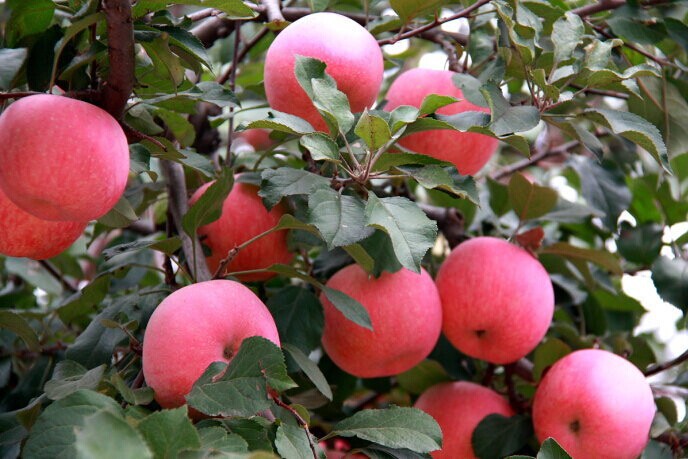 大沙河红富士苹果