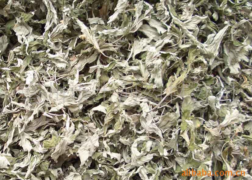 艾草种植全流程指南：从选苗选址到艾绒加工，广东种植户实用干货
