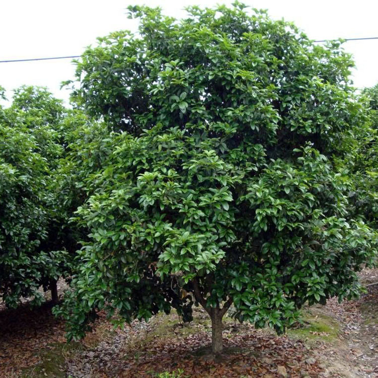 供应各种工程苗木 出售 3公分大叶女贞 零售和批发 量大优惠