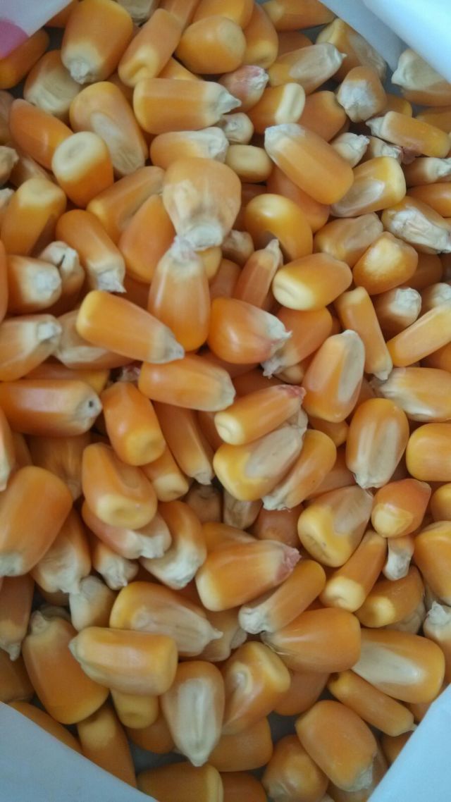 甘肃武威优质黄玉米大批量批发,价格致电询问