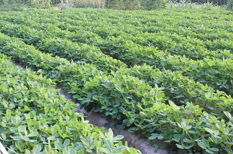 非转基因黑花生东北特产营养价值.