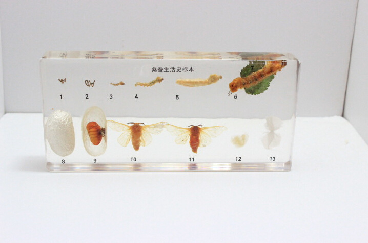 标本教学的网站有哪些_标本教案 标本教学的网站有哪些_标本教案