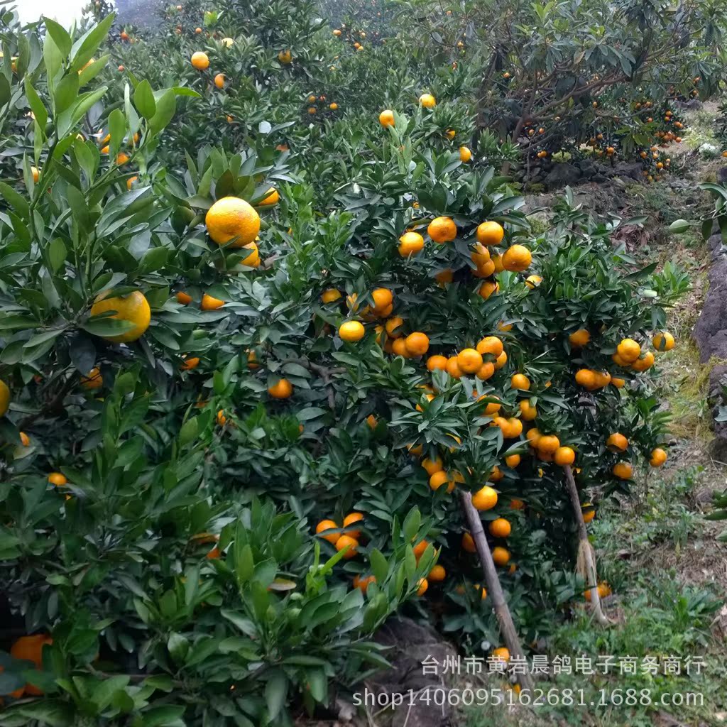 台州临海涌泉蜜桔什么时候上市(临海市涌泉镇涌泉蜜桔) 台州临海涌泉蜜桔什么时候上市(临海市涌泉镇涌泉蜜桔)