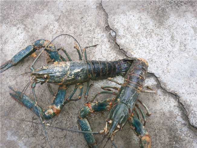 澳洲淡水龙虾 红螯螯虾 出货啦,175g~200g重 五星酒店自助餐使用